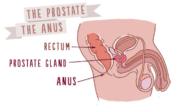 How far in anus is prostate Another cum eat from man pussy wife
